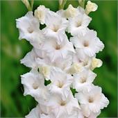 Гладиолус Нова Зембла