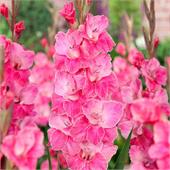 Гладиолус Пинк Эвент