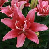 Лилия Дабл Леди восточная махровая