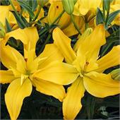 Лилия Беверли Голд