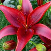 Лилия Кайенн