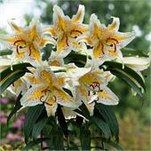 Лилия Аур Голд Бенд