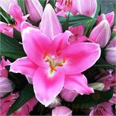 Лилия Прайано