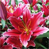 Лилия Чартвелл