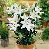 Лилия Вайт Романс