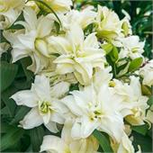 Лилия Розелла Джоелла