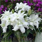 Лилия Розелла Самуэлла