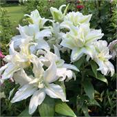 Лилия Бонасера