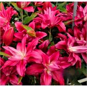 Лилия Валенте