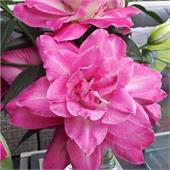 Лилия Визион