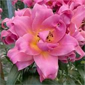 Лилия Мельбурн