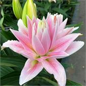 Лилия Милано