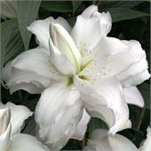 Лилия Санни Дабл Баунти