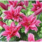 Лилия Фабиенн