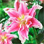 Лилия Эммердейл