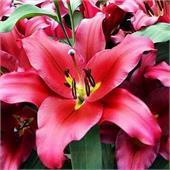 Лилия Рэфорд