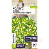 Колеус Визард Магический Нефрит (Семена Алтая)