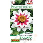 Цинния Захара старлайт роуз, 5шт (Аэлита)