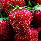 Земляника Диаманд ремонтантная