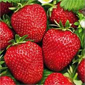 Земляника Искушение ремонтантная