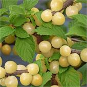 Вишня Войлочная Белая