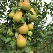 Груша Виктория