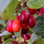 Кизил Билда