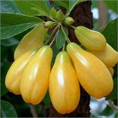 Кизил Янтарный