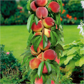 Персик пирамидальный Золотой Триумф