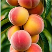Персик пирамидальный Медовый