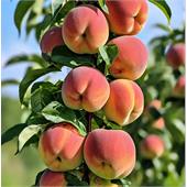 Персик пирамидальный Юбилей Столицы