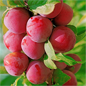 Слива Веста