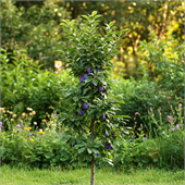 Слива колоновидная Фортуна