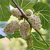 Шелковица белая Медовая