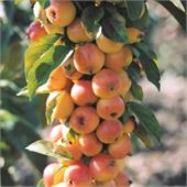 Яблоня колоновидная Китайка Наливная