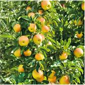 Яблоня колоновидная Янтарное ожерелье