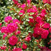 Роза Лавли Фери (почвопокровная) 