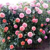 Роза Чиппендейл (шраб)