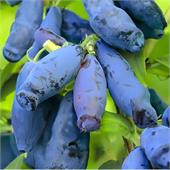 Жимолость Волшебница