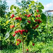 Малина дерево Богатырь 