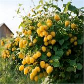 Малина дерево Голд