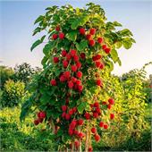 Малина дерево Крепыш