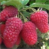 Малина Гигант Московский (ремонтантная)