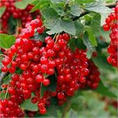 Смородина Ролан красная