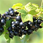 Смородина Санюта черная