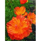 Эшшольция Абрикосовый Шифон 0,05-0,1гр НК