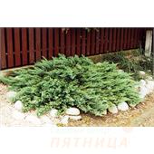Можжевельник казацкий Tamariscifolia 