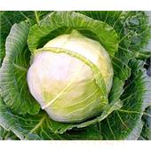 Капуста б/к Золотой гектар 1432 0,3-1гр НК