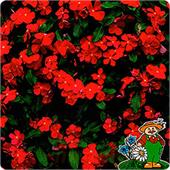 Катарантус ампельный Титан 10шт Поиск