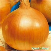 Лук репчатый Глобо 0,4гр НК